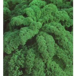 Boerenkool Lage Groene Gekrulde