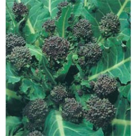 Broccoli_Purple_Sprouting