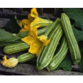 Courgette_Romanesco