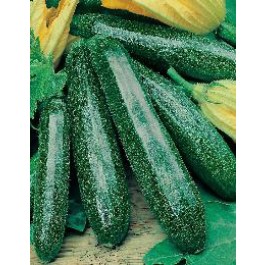 Courgette gr. Primula F1
