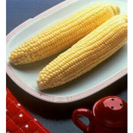 Mais_Suikermais_Bodacious