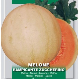 Meloen Rampicante Zuccherino