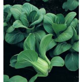 Pak Choi Choko F1