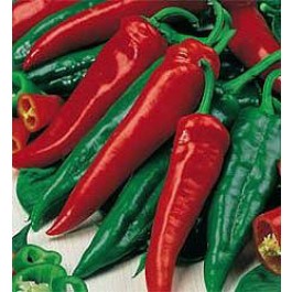 Paprika s Friggitello