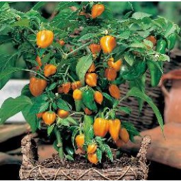 Paprika_mini_Orange