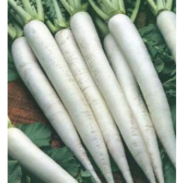 Rammenas rettich Daikon Minowase Summer Cross F1