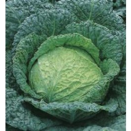 Savooiekool Grote Late Groene 2