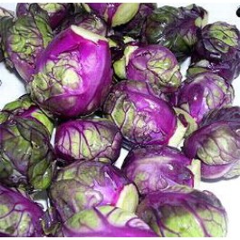 Spruitkool_rode_Rubine_rode_spruitjes