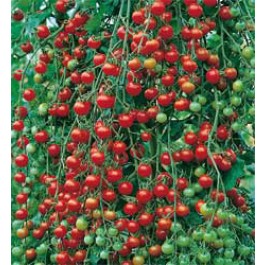 Tomaten_cherry_Sweet_Million