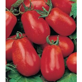 Tomaten pomodori Roma VF