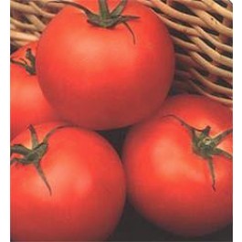 Tomaten_Outdoor_Girl