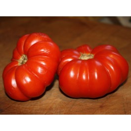 Tomaten_vleestomaat_Costoluto_genovese