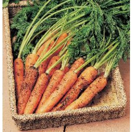 Wortelen Resistafly F1 Wortelvlieg Resistent