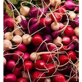 Radijs Salad Mix