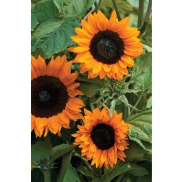 Helianthus_annuus_Copper_Queen