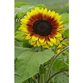 Helianthus_Solar_Power