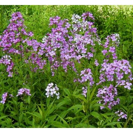 hesperis_damastbloem