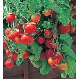 Tomaten_balkontomaat_Tumbling_Tom_Red