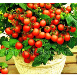 Tomaten balkontomaten Pottomaat Koralik BIO