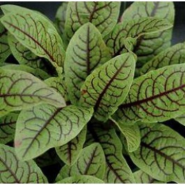 Zuring Bloedzuring Red Veined