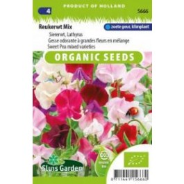 Lathyrus odoratus BIO