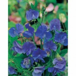Lathyrus_Blue_velvet.