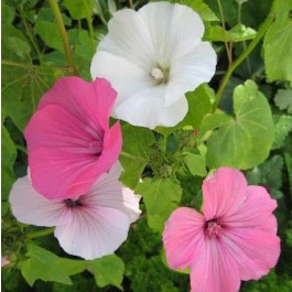 Malope_grandiflora_mix