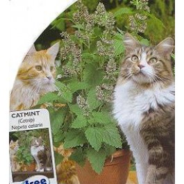 Nepeta_catania_Wild_Kattekruid