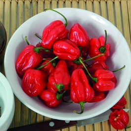 Peper_bhut_jolokia