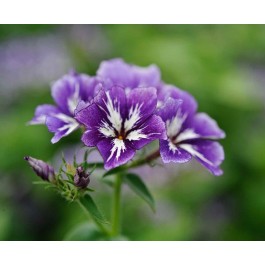 Phlox_sugar_stars