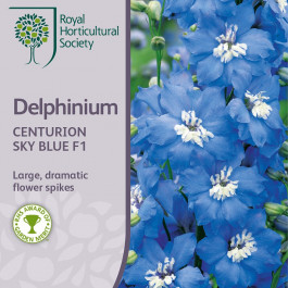 Delphinium cultorum Centurion Sky Blue