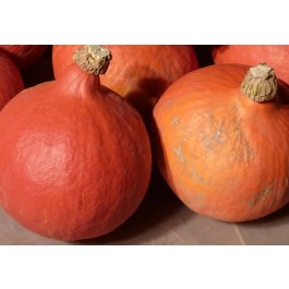 uchiki Kuri organic