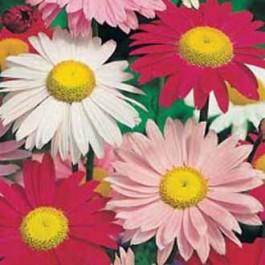 Pyrethrum