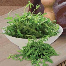 Salade SPEEDY Rucola Kennedy