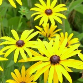 Rudbeckia_zonnehoed_goldsturm