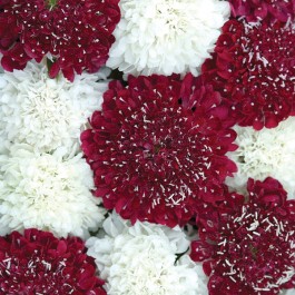 Scabiosa_StGeorge_F23235