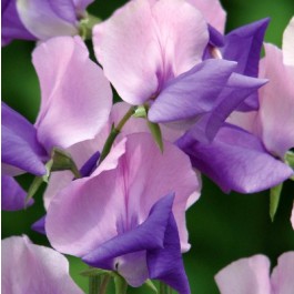  Siererwt_Lathyrus_Erewhon_J21403