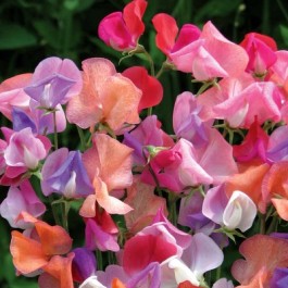 Lathyrus odoratus Beeline