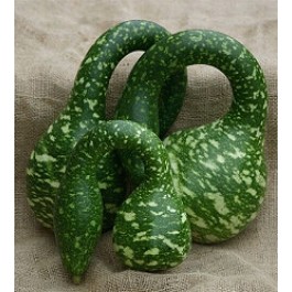Fleskalebas_Speckled_Swan