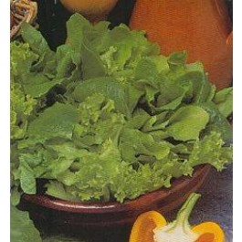 Sla_Bladsalade_groen_gemengde