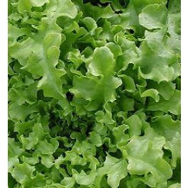 Sla_eikenbladsla_sald_bowl