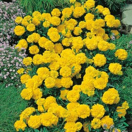 Tagetes_afrikaantje_yellow_Jacket