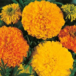 Tagetes_Crackerjack