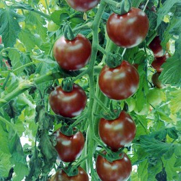 Tomaten_sunchokola