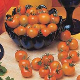 Tomaten_cherry_Sungold