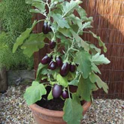aubergine pot black patio aubergine zaden kopen
