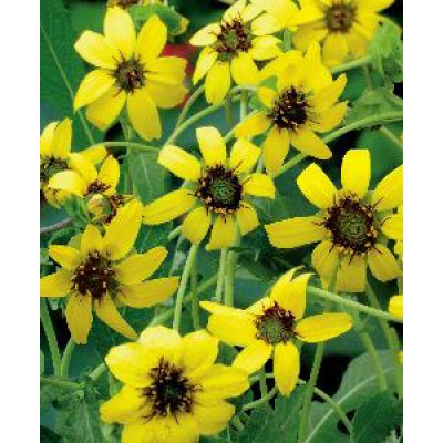 Berlandiera lyrata Chocolate Daisy - chokoladebloem ...