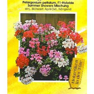 Okkernoot Huiswerk maken investering Pelargonium peltatum Summertime - hanggeranium - zaden kopen