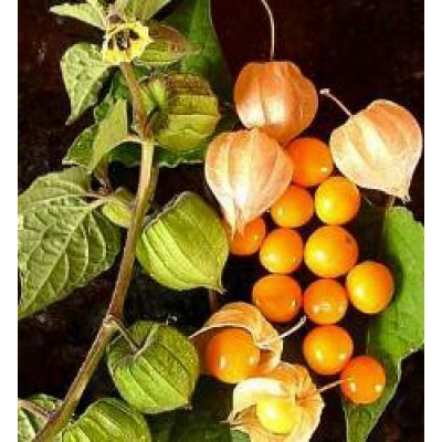 Ananaskers Kaapse kruisbes Goudbes - Physalis peruviana - kopen