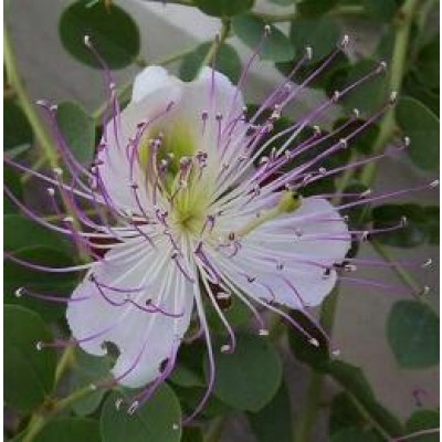 Kappertjes of Kapperstruik - Capparis spinosa - zaden kopen